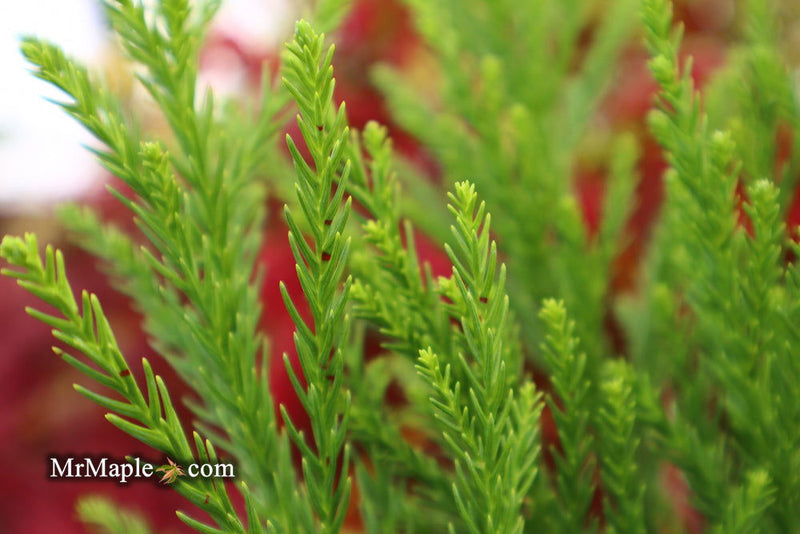 - Cryptomeria japonica 'Kitayama' Dwarf Japanese Cedar - Mr Maple │ Buy Japanese Maple Trees