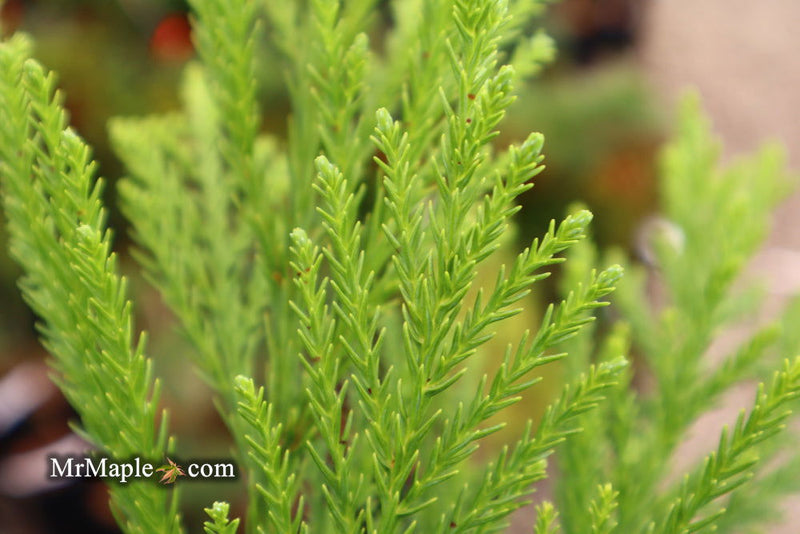 - Cryptomeria japonica 'Kitayama' Dwarf Japanese Cedar - Mr Maple │ Buy Japanese Maple Trees