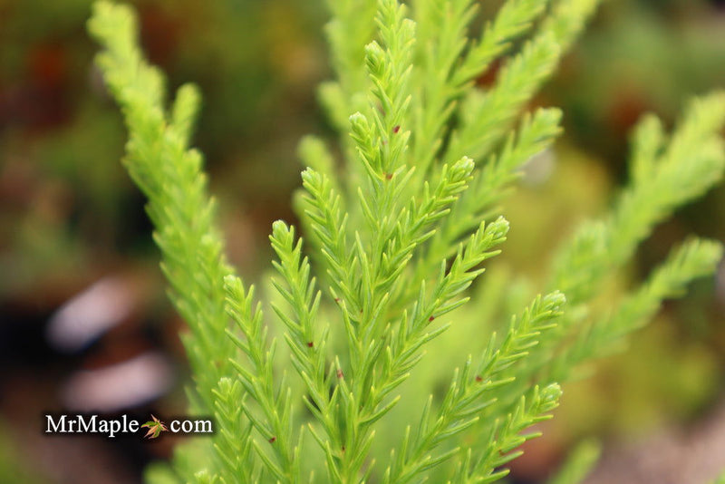 - Cryptomeria japonica 'Kitayama' Dwarf Japanese Cedar - Mr Maple │ Buy Japanese Maple Trees