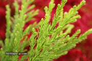 - Cryptomeria japonica 'Kitayama' Dwarf Japanese Cedar - Mr Maple │ Buy Japanese Maple Trees