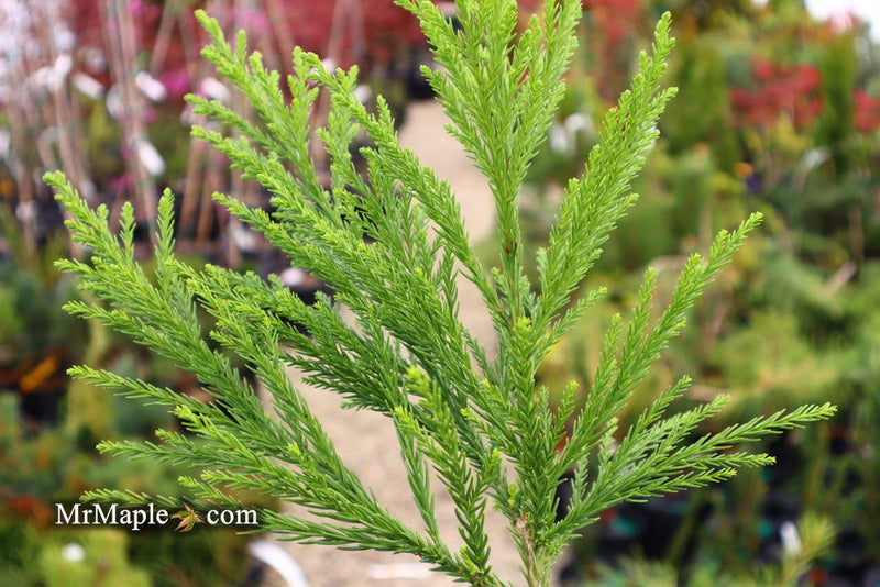 - Cryptomeria japonica 'Kitayama' Dwarf Japanese Cedar - Mr Maple │ Buy Japanese Maple Trees