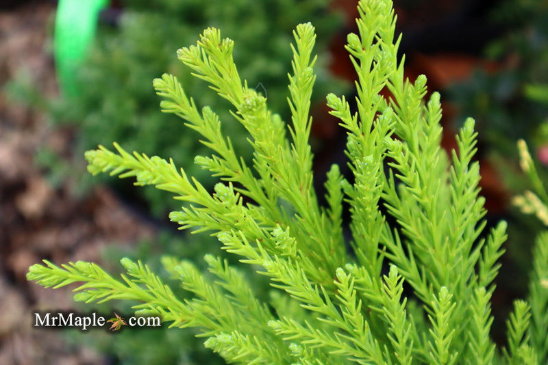 - Cryptomeria japonica 'Kitayama' Dwarf Japanese Cedar - Mr Maple │ Buy Japanese Maple Trees