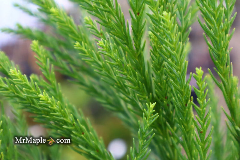 - Cryptomeria japonica 'Kitayama' Dwarf Japanese Cedar - Mr Maple │ Buy Japanese Maple Trees