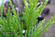 - Cryptomeria japonica 'Kitayama' Dwarf Japanese Cedar - Mr Maple │ Buy Japanese Maple Trees