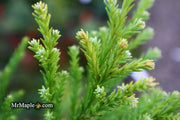 - Cryptomeria japonica 'Kitayama' Dwarf Japanese Cedar - Mr Maple │ Buy Japanese Maple Trees