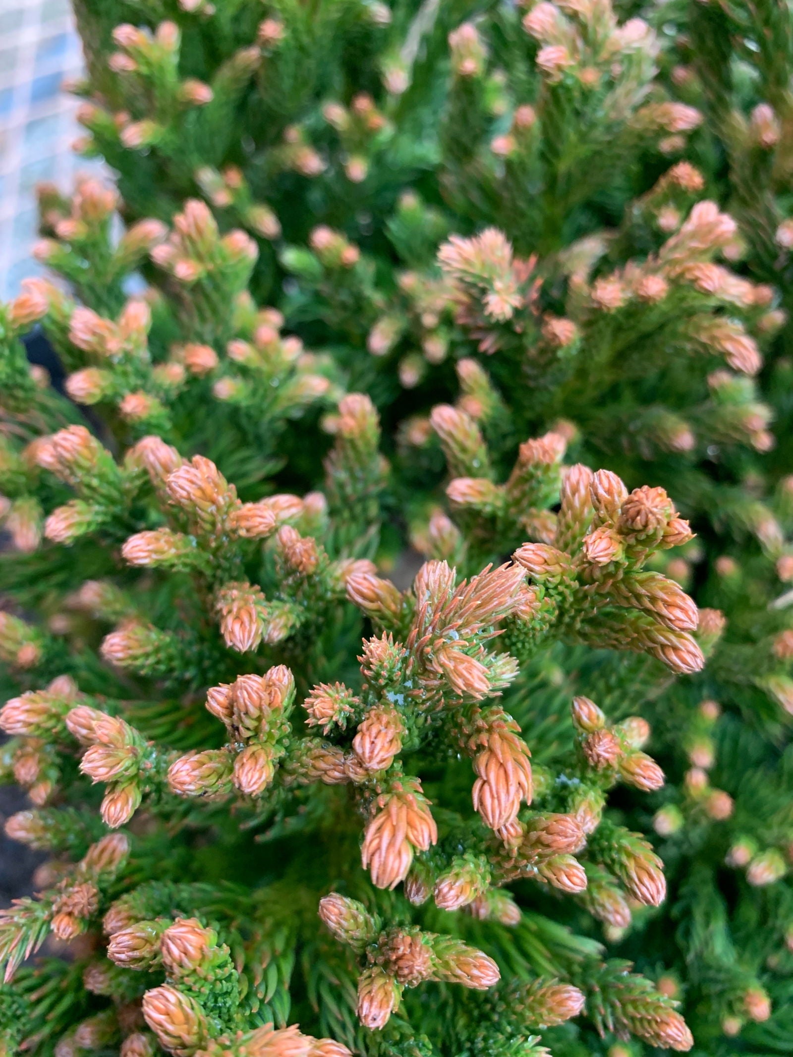 Cryptomeria japonica 'Komodo Dragon' Dragon Warrior™ Japanese