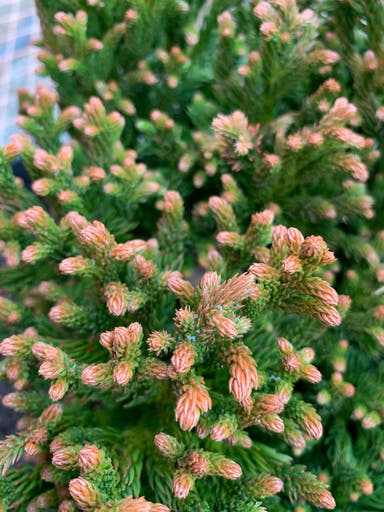 - Cryptomeria japonica 'Komodo Dragon' Dragon Warrior™ Japanese Cedar - Mr Maple │ Buy Japanese Maple Trees