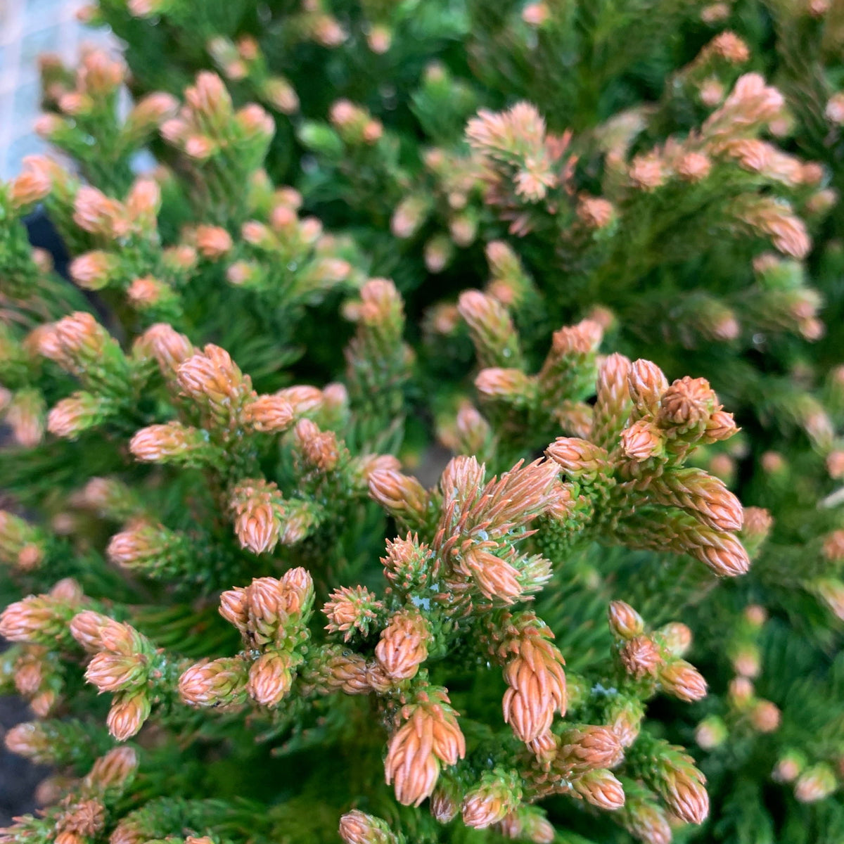 Cryptomeria japonica 'Komodo Dragon' Dragon Warrior™ Japanese