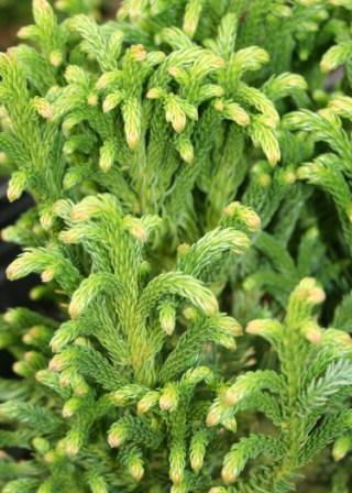 - Cryptomeria japonica 'Komodo Dragon' Dragon Warrior™ Japanese Cedar - Mr Maple │ Buy Japanese Maple Trees