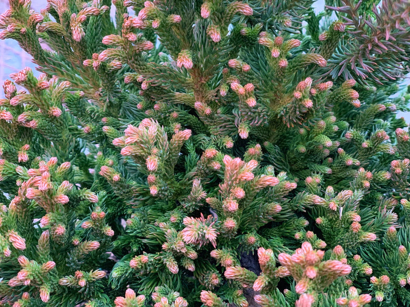 - Cryptomeria japonica 'Komodo Dragon' Dragon Warrior™ Japanese Cedar - Mr Maple │ Buy Japanese Maple Trees