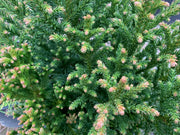 - Cryptomeria japonica 'Komodo Dragon' Dragon Warrior™ Japanese Cedar - Mr Maple │ Buy Japanese Maple Trees