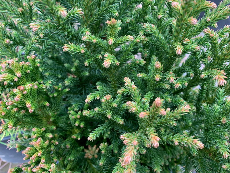 - Cryptomeria japonica 'Komodo Dragon' Dragon Warrior™ Japanese Cedar - Mr Maple │ Buy Japanese Maple Trees
