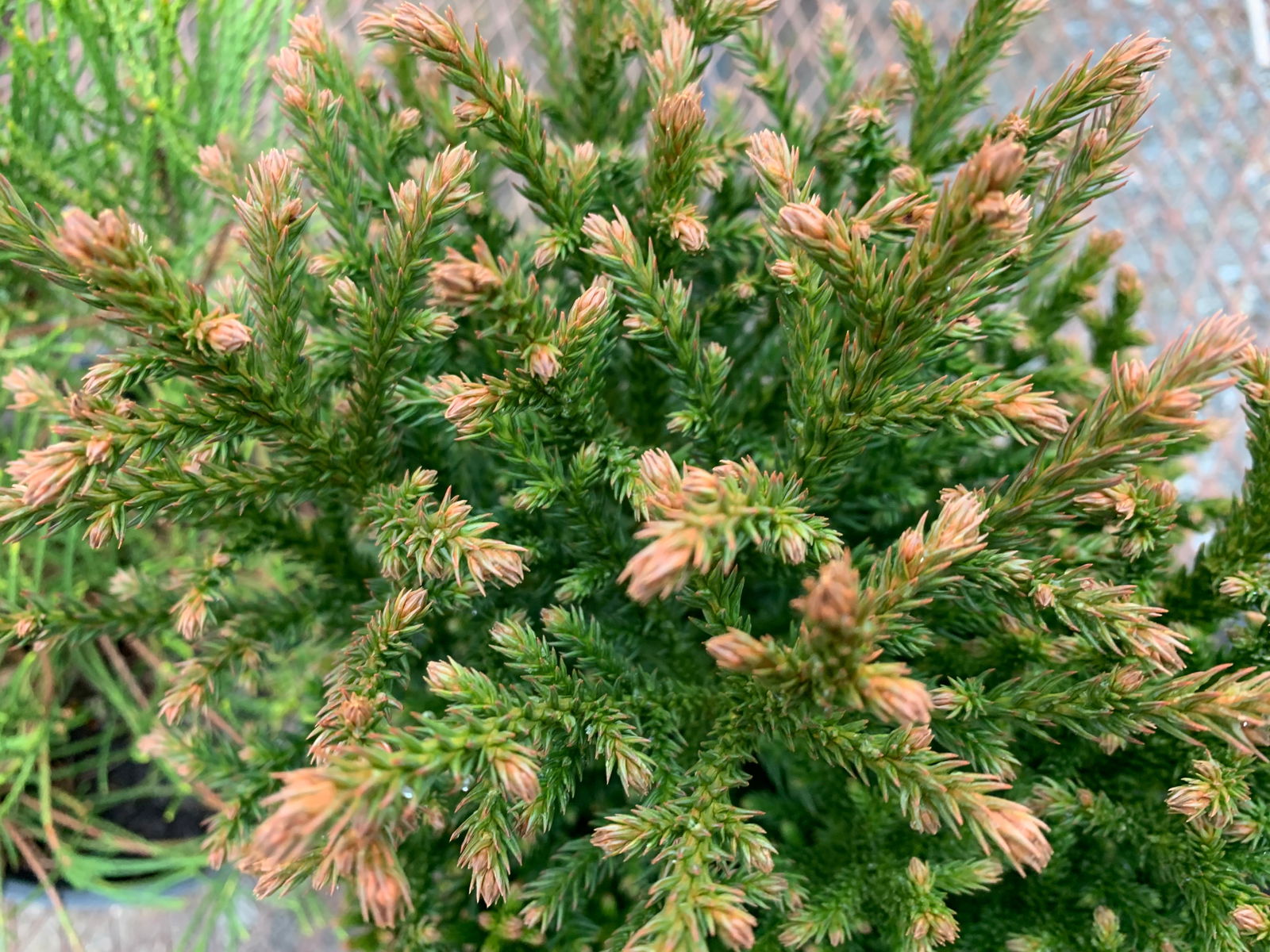Cryptomeria japonica 'Komodo Dragon' Dragon Warrior™ Japanese