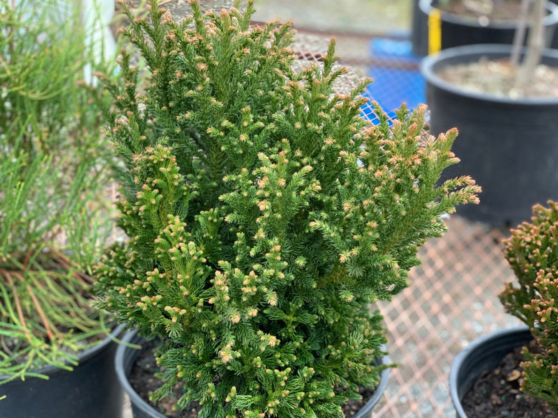 - Cryptomeria japonica 'Komodo Dragon' Dragon Warrior™ Japanese Cedar - Mr Maple │ Buy Japanese Maple Trees