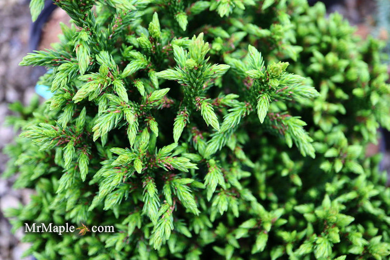 - Cryptomeria japonica 'Komodo Dragon' Dragon Warrior™ Japanese Cedar - Mr Maple │ Buy Japanese Maple Trees