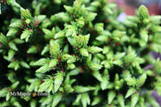 - Cryptomeria japonica 'Komodo Dragon' Dragon Warrior™ Japanese Cedar - Mr Maple │ Buy Japanese Maple Trees