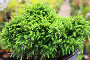- Cryptomeria japonica 'Koshyi' Dwarf Japanese Cedar - Mr Maple │ Buy Japanese Maple Trees