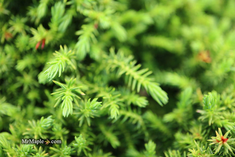 - Cryptomeria japonica 'Koshyi' Dwarf Japanese Cedar - Mr Maple │ Buy Japanese Maple Trees