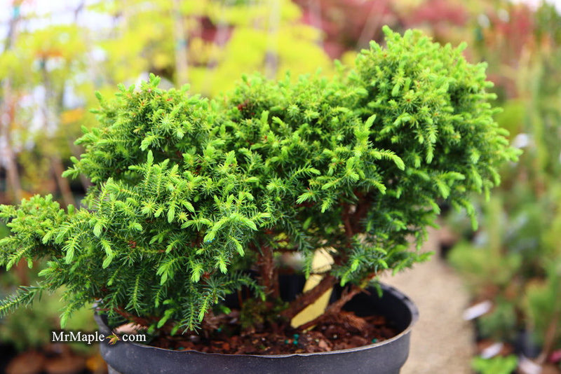 - Cryptomeria japonica 'Koshyi' Dwarf Japanese Cedar - Mr Maple │ Buy Japanese Maple Trees