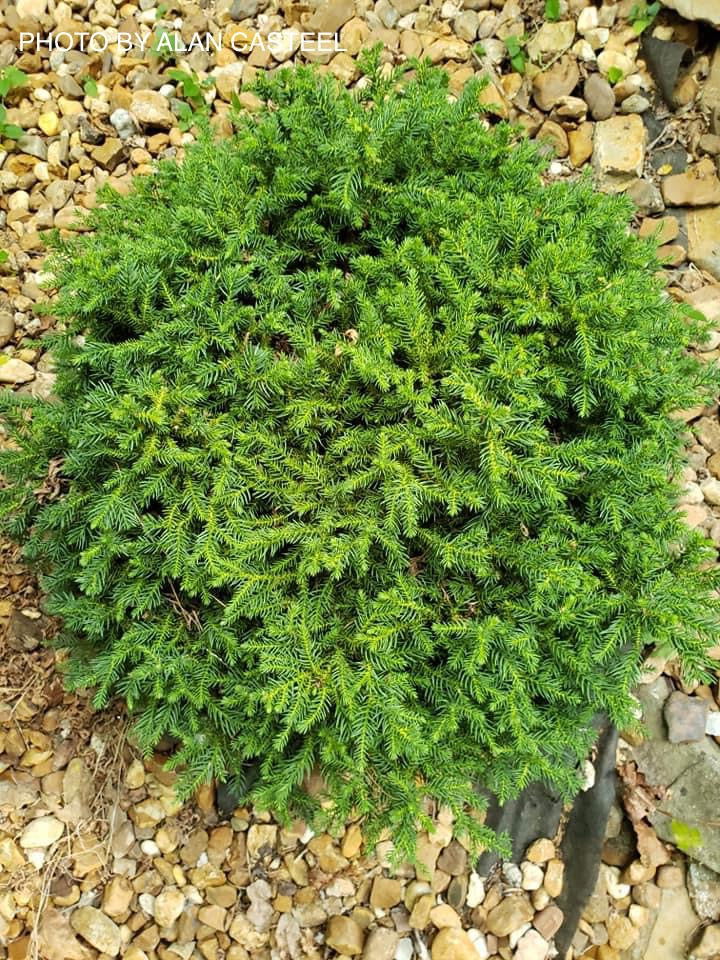 - Cryptomeria japonica 'Koshyi' Dwarf Japanese Cedar - Mr Maple │ Buy Japanese Maple Trees