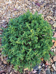 - Cryptomeria japonica 'Koshyi' Dwarf Japanese Cedar - Mr Maple │ Buy Japanese Maple Trees