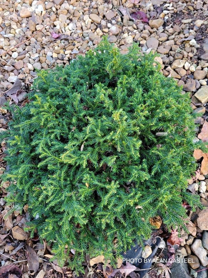 - Cryptomeria japonica 'Koshyi' Dwarf Japanese Cedar - Mr Maple │ Buy Japanese Maple Trees