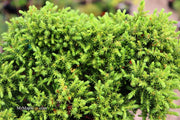 - Cryptomeria japonica 'Koshyi' Dwarf Japanese Cedar - Mr Maple │ Buy Japanese Maple Trees