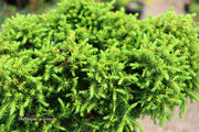 - Cryptomeria japonica 'Koshyi' Dwarf Japanese Cedar - Mr Maple │ Buy Japanese Maple Trees