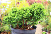 - Cryptomeria japonica 'Koshyi' Dwarf Japanese Cedar - Mr Maple │ Buy Japanese Maple Trees