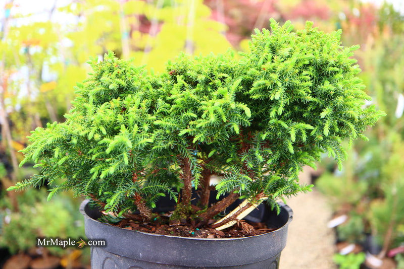 - Cryptomeria japonica 'Koshyi' Dwarf Japanese Cedar - Mr Maple │ Buy Japanese Maple Trees