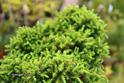 - Cryptomeria japonica 'Koshyi' Dwarf Japanese Cedar - Mr Maple │ Buy Japanese Maple Trees