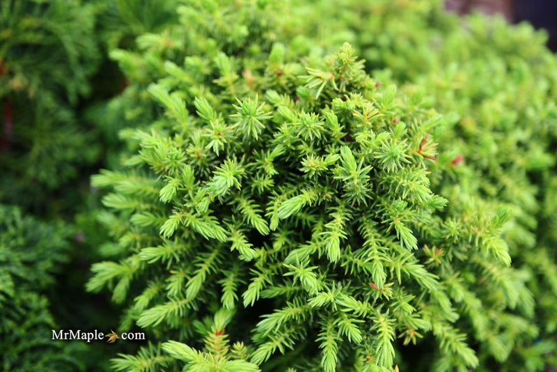 - Cryptomeria japonica 'Koshyi' Dwarf Japanese Cedar - Mr Maple │ Buy Japanese Maple Trees