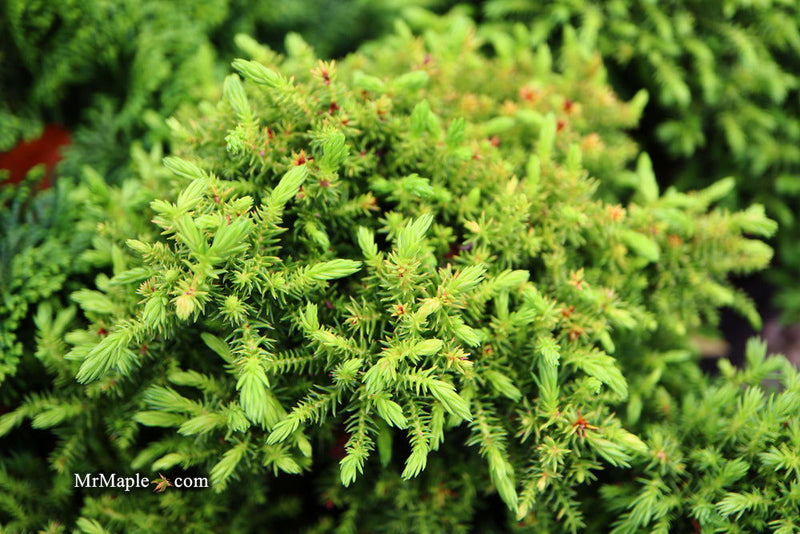 - Cryptomeria japonica 'Koshyi' Dwarf Japanese Cedar - Mr Maple │ Buy Japanese Maple Trees