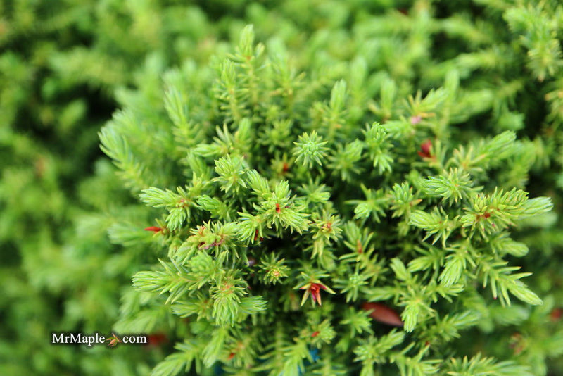 - Cryptomeria japonica 'Koshyi' Dwarf Japanese Cedar - Mr Maple │ Buy Japanese Maple Trees