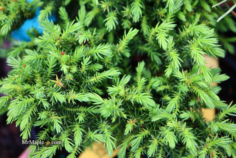 - Cryptomeria japonica 'Koshyi' Dwarf Japanese Cedar - Mr Maple │ Buy Japanese Maple Trees