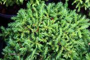 - Cryptomeria japonica 'Koshyi' Dwarf Japanese Cedar - Mr Maple │ Buy Japanese Maple Trees