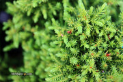 - Cryptomeria japonica 'Koshyi' Dwarf Japanese Cedar - Mr Maple │ Buy Japanese Maple Trees