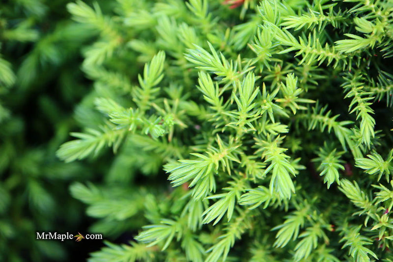 - Cryptomeria japonica 'Koshyi' Dwarf Japanese Cedar - Mr Maple │ Buy Japanese Maple Trees