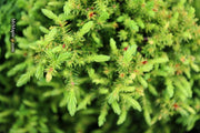 - Cryptomeria japonica 'Koshyi' Dwarf Japanese Cedar - Mr Maple │ Buy Japanese Maple Trees