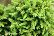 - Cryptomeria japonica 'Koshyi' Dwarf Japanese Cedar - Mr Maple │ Buy Japanese Maple Trees