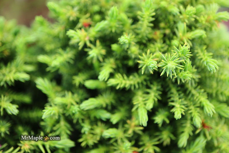 - Cryptomeria japonica 'Koshyi' Dwarf Japanese Cedar - Mr Maple │ Buy Japanese Maple Trees