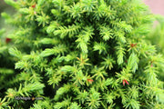 - Cryptomeria japonica 'Koshyi' Dwarf Japanese Cedar - Mr Maple │ Buy Japanese Maple Trees