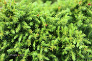 - Cryptomeria japonica 'Koshyi' Dwarf Japanese Cedar - Mr Maple │ Buy Japanese Maple Trees