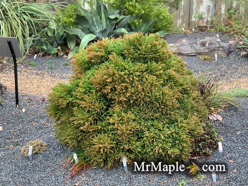 - Cryptomeria japonica 'Little Diamond' Dwarf Japanese Cedar - Mr Maple │ Buy Japanese Maple Trees