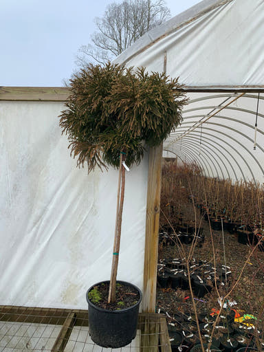 - Cryptomeria japonica 'Little Diamond' Dwarf Japanese Cedar - Mr Maple │ Buy Japanese Maple Trees