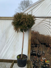 - Cryptomeria japonica 'Little Diamond' Dwarf Japanese Cedar - Mr Maple │ Buy Japanese Maple Trees