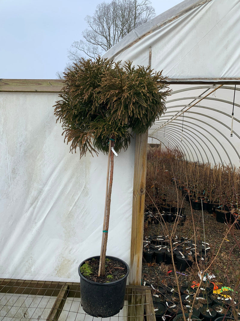 - Cryptomeria japonica 'Little Diamond' Dwarf Japanese Cedar - Mr Maple │ Buy Japanese Maple Trees