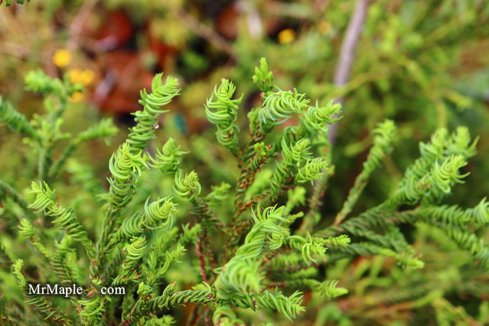 Buy Cryptomeria japonica 'Sekkan Suji' Yellow Japanese Cedar — Mr Maple ...
