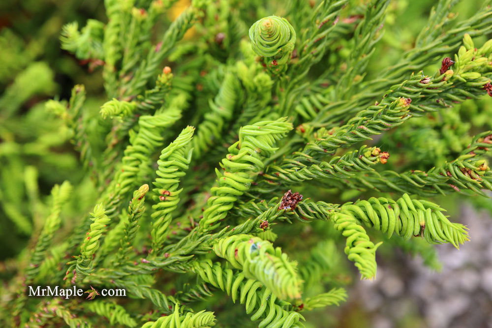 Buy Cryptomeria japonica 'Sekkan Suji' Yellow Japanese Cedar — Mr Maple ...