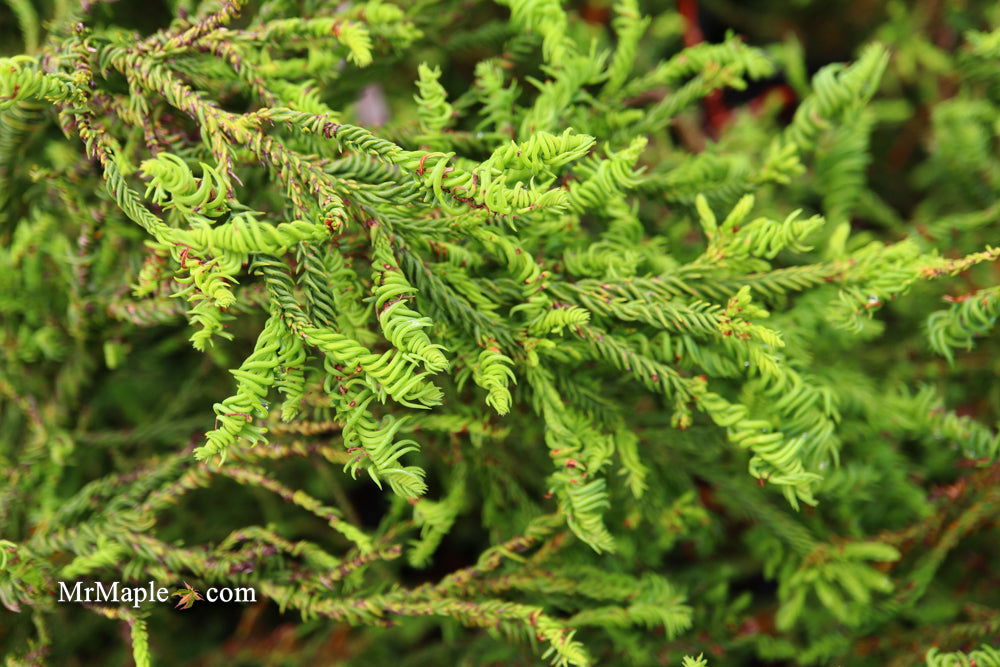 Buy Cryptomeria japonica 'Sekkan Suji' Yellow Japanese Cedar — Mr Maple ...